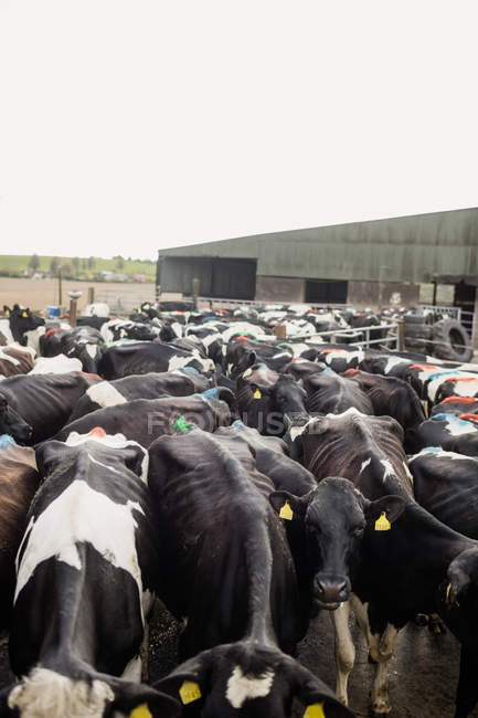 Vue en angle élevé du bétail debout à l'extérieur de la grange — Photo de stock