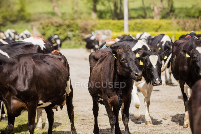 Коровы, стоящие на поле в солнечный день — стоковое фото