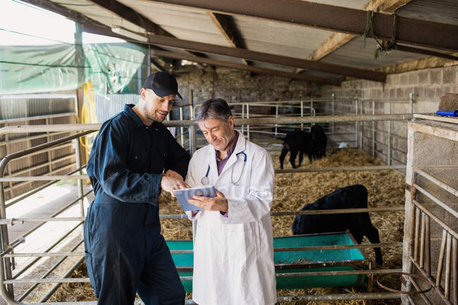 Vet e trabalhador agrícola com tablet digital em pé por cerca no celeiro — Fotografia de Stock