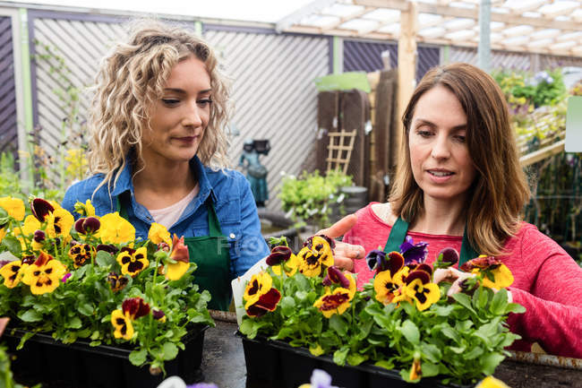 Deux fleuristes vérifient les plantes en jardinerie — Photo de stock