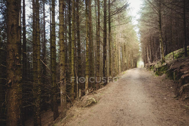 Strada vuota tra gli alberi nella foresta — Foto stock