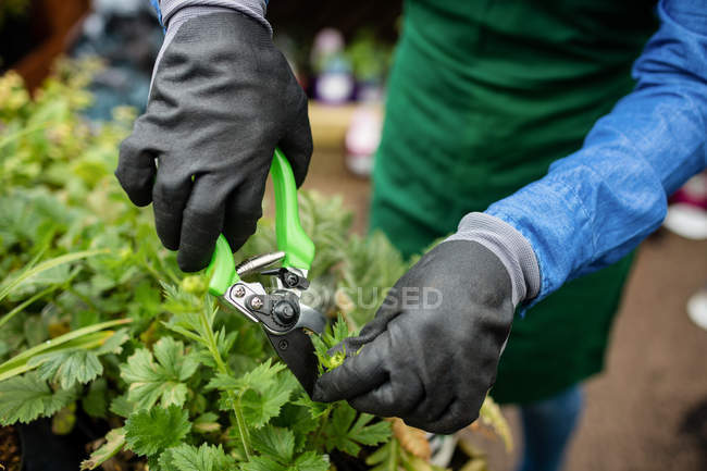 Cropped image of Female florist pruning plants with pruning shears in garden centre — Stock Photo