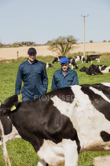 Farm workers looking at cow on grassy field — Stock Photo