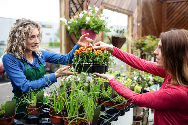Woman buying potted plants in garden centre — Stock Photo