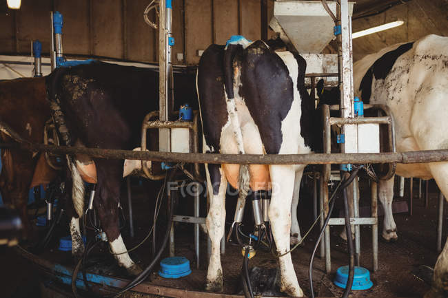 Ряд коров с доильным аппаратом в сарае — стоковое фото