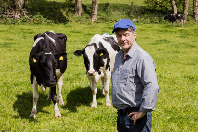 Retrato del agricultor confiado parado junto a las vacas en el campo herboso - foto de stock