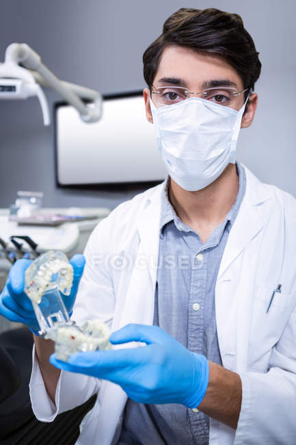 Dentist studying model of mouth in clinic — Stock Photo