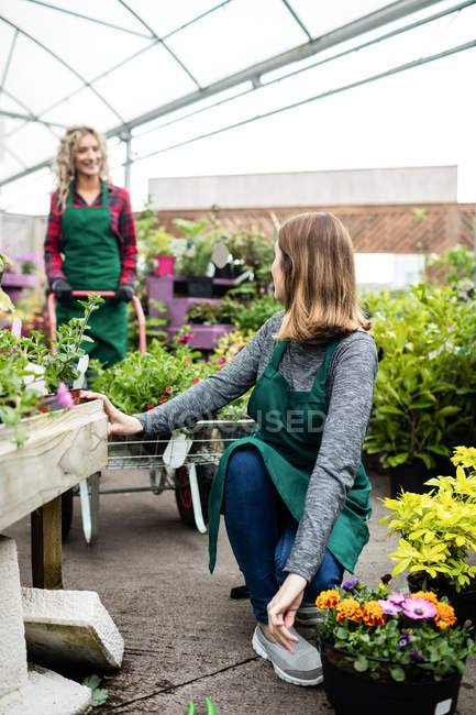 Дві жінки-флористи розмовляють одна з одною в садовому центрі — стокове фото