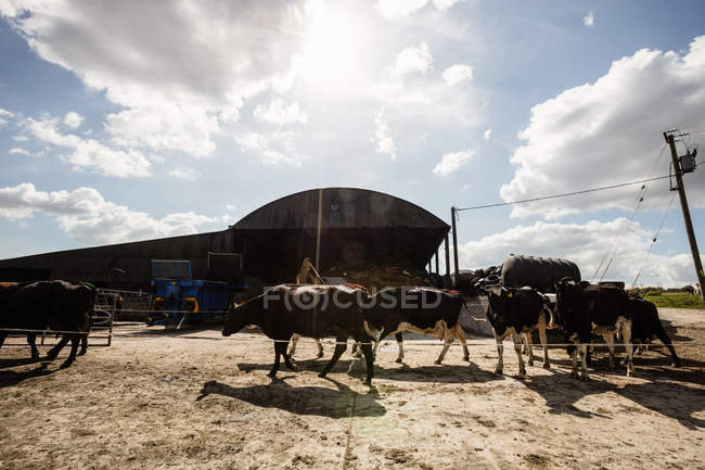 Vacas contra granero en día soleado - foto de stock