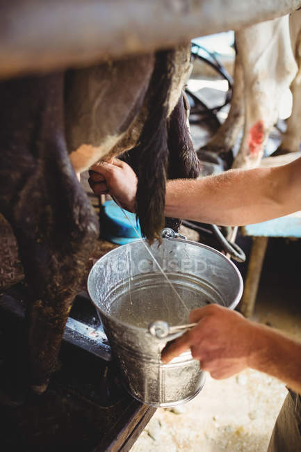 Primer plano del hombre ordeñando una vaca en el granero - foto de stock