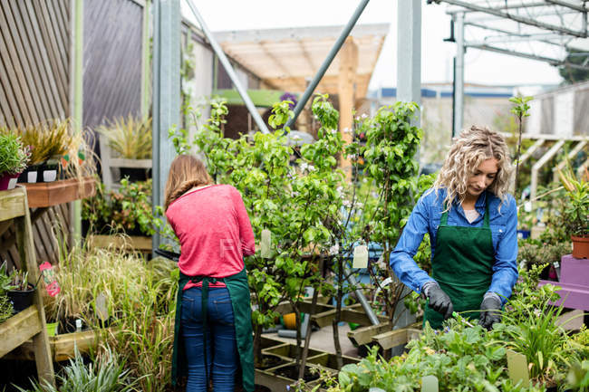 Дві жінки-флористи працюють разом у садовому центрі — стокове фото