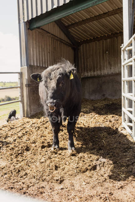 Vaca negra em pé no campo contra o celeiro — Fotografia de Stock