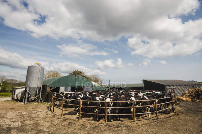 Bovins au milieu de la clôture à la grange contre le ciel nuageux — Photo de stock