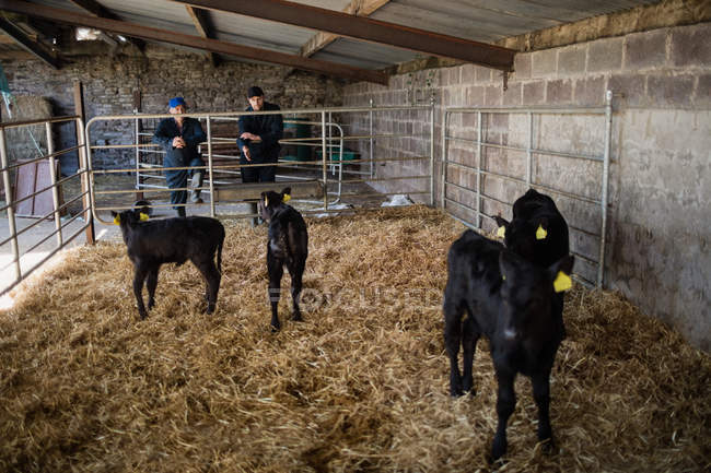 Calves on field while farm workers standing by fence in barn — Stock Photo