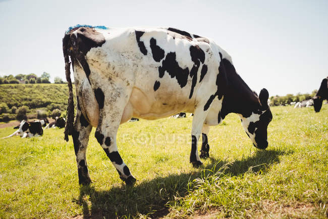 Troupeau de vaches broutant dans un champ vert en plein jour — Photo de stock