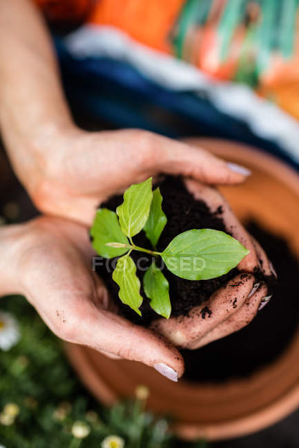 Image recadrée de jardinier tenant une plante avec de la terre dans les mains dans le centre de jardin — Photo de stock