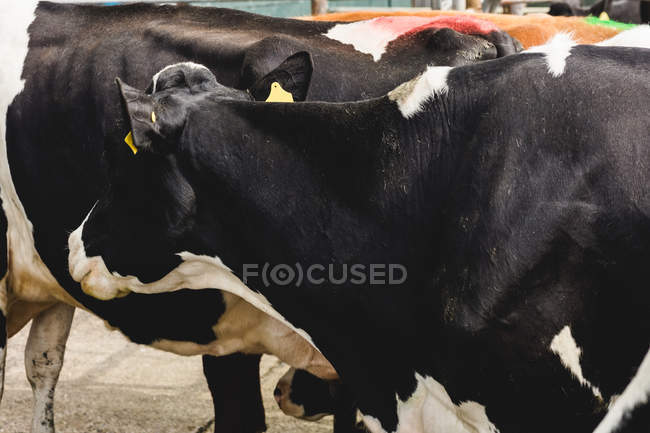 Schwarze Kühe stehen auf Feld am Stall — Stockfoto