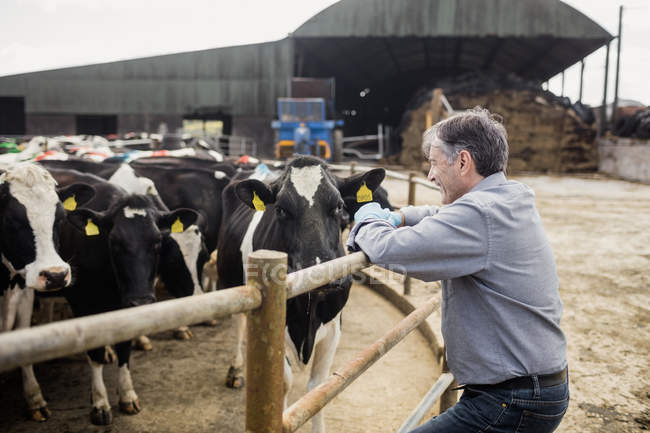 Vista laterale del lavoratore agricolo felice in piedi vicino al bestiame contro fienile — Foto stock