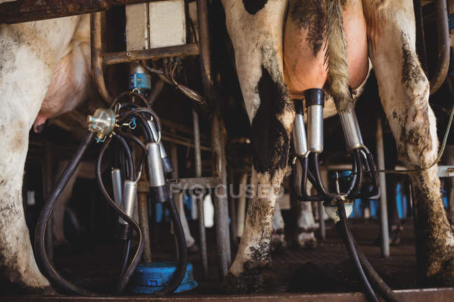 Close-up of cows with milking machine in barn — Stock Photo