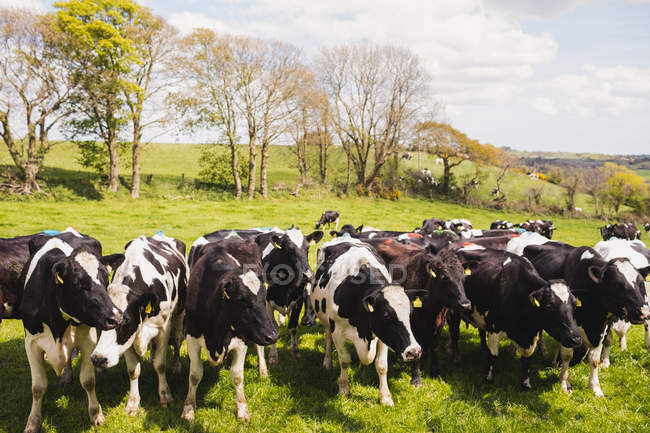 Vacas en campo herboso contra el cielo - foto de stock
