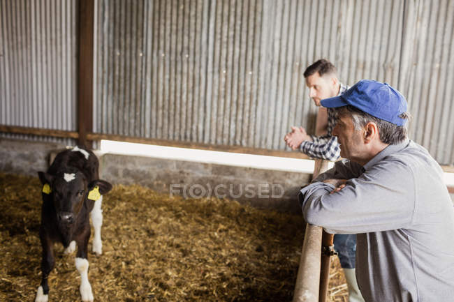 Vista laterale dei lavoratori agricoli che guardano il vitello nel fienile — Foto stock