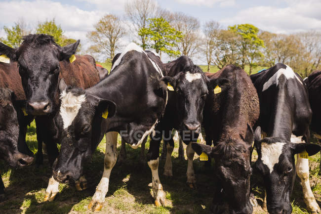 Cattle grazing at field on sunny day — Stock Photo