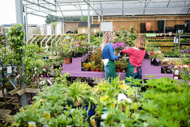 Две флористки проверяют растения в садовом центре — стоковое фото
