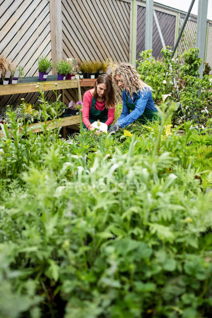 Dos floristas femeninas trabajando juntas en el centro del jardín - foto de stock