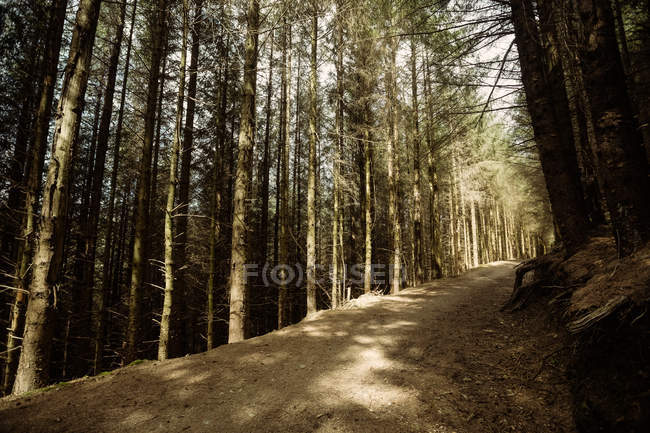 Strada sterrata vuota tra gli alberi nel bosco — Foto stock