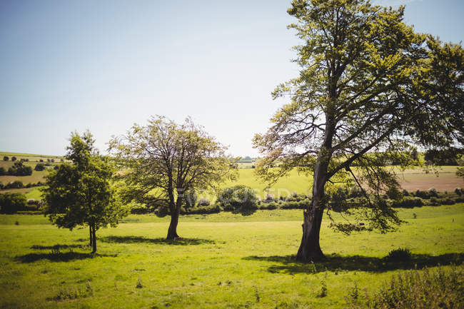 Vista panorámica de árboles verdes en el paisaje a la luz del sol - foto de stock
