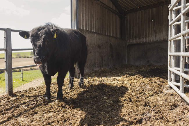 Чёрная корова, стоящая у ограды на поле против сарая — стоковое фото