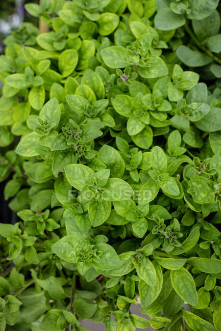 Primer plano de hojas verdes en el centro del jardín - foto de stock