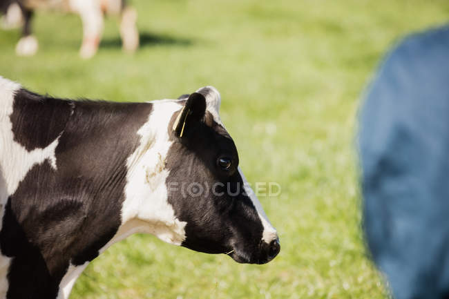 Cow standing at grassy field on sunny day — Animal Themes, herbivorous -  Stock Photo | #227260184