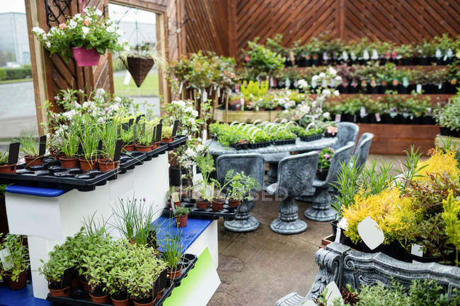 Blick auf Topfpflanzen im Gartencenter — Stockfoto