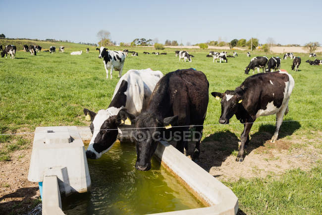 Vacas bebendo água de cocho no campo gramado — Fotografia de Stock