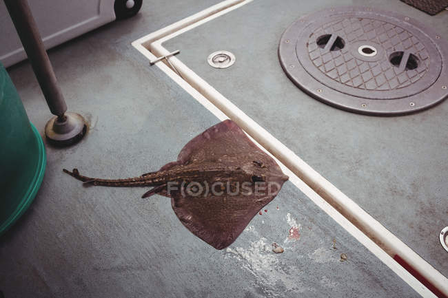 Dead brown ray fish on floor in boat — Stock Photo