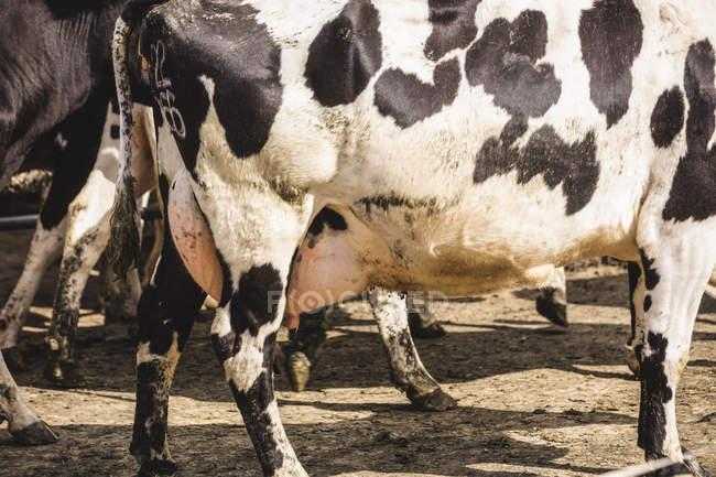 Niedriger Abschnitt der Kühe, die auf dem Feld gehen — Stockfoto
