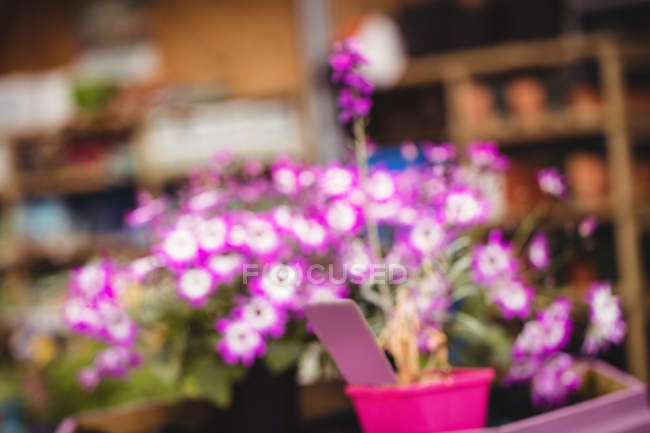 Enfoque selectivo de plantas en macetas y flores en el centro del jardín - foto de stock