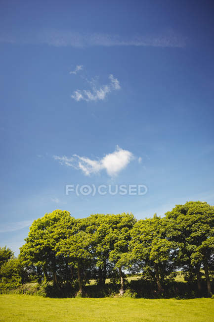 Folhagem de árvores verdes contra o céu azul — Fotografia de Stock