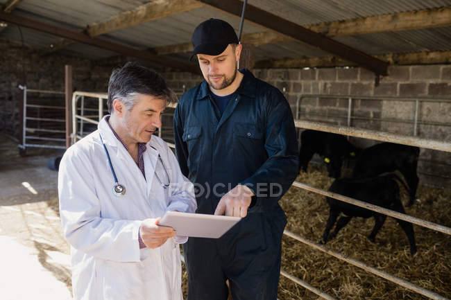 Работник фермы и ветеринар обсуждают за планшетным компьютером за забором в сарае — стоковое фото