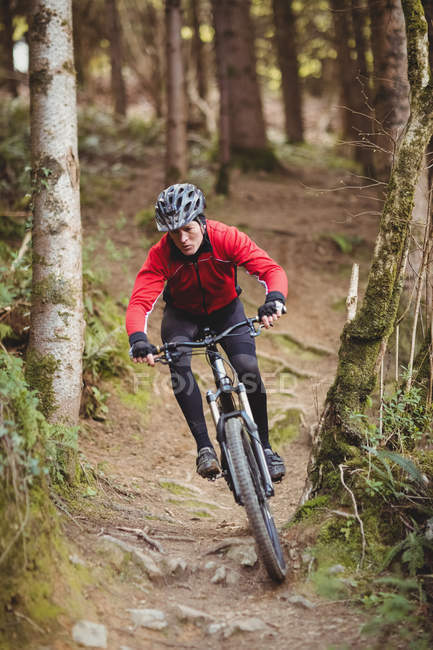 Гірські велосипедисти катаються на велосипеді серед дерева в лісі — стокове фото