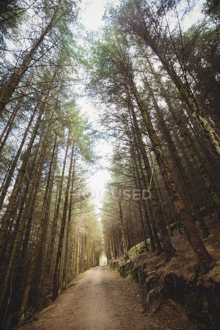 Estrada de terra vazia em meio a árvores na floresta — Fotografia de Stock