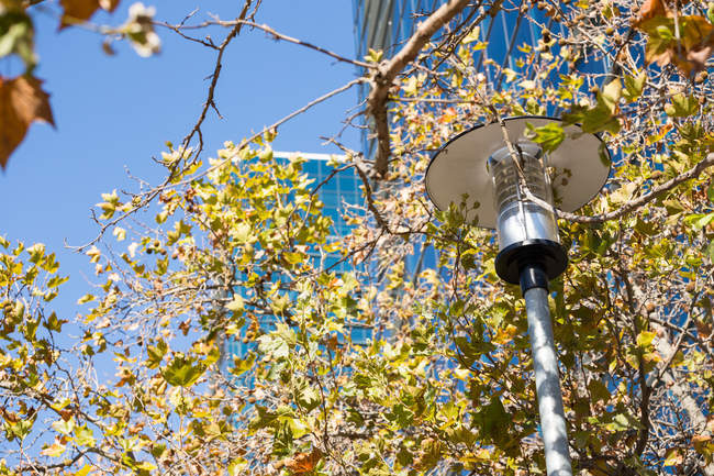 Street light and trees in daylight — Stock Photo