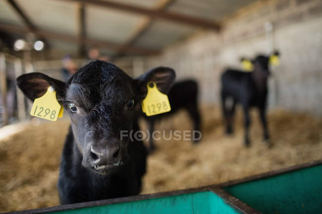 Close-up of black calf standing by fence at shed — Stock Photo