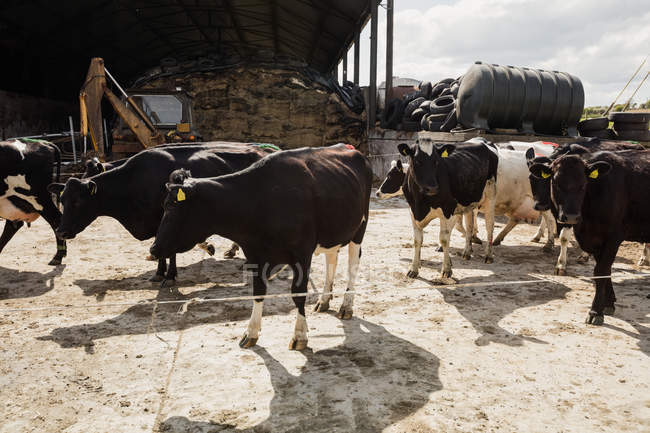 Vacas em pé no campo contra celeiro — Fotografia de Stock