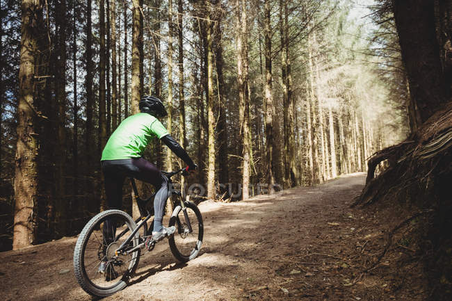 Visão traseira do ciclista de montanha andando na estrada de terra em meio a árvore na floresta — Fotografia de Stock