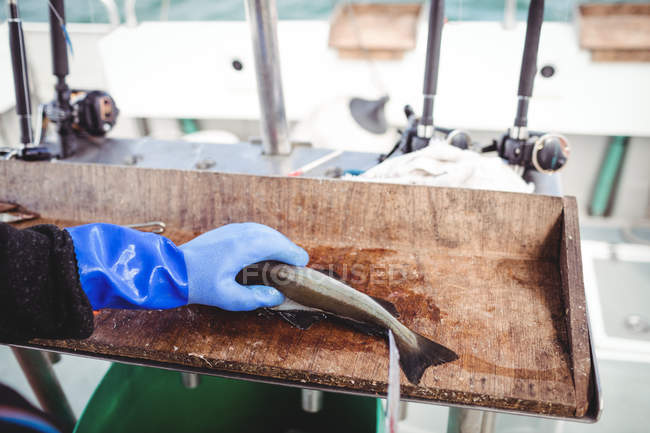 Image recadrée de pêcheur filetant des poissons sur le bateau — Photo de stock