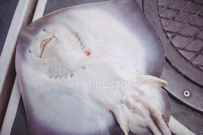 Крупный план мертвой лучевой рыбы на дне лодки — стоковое фото