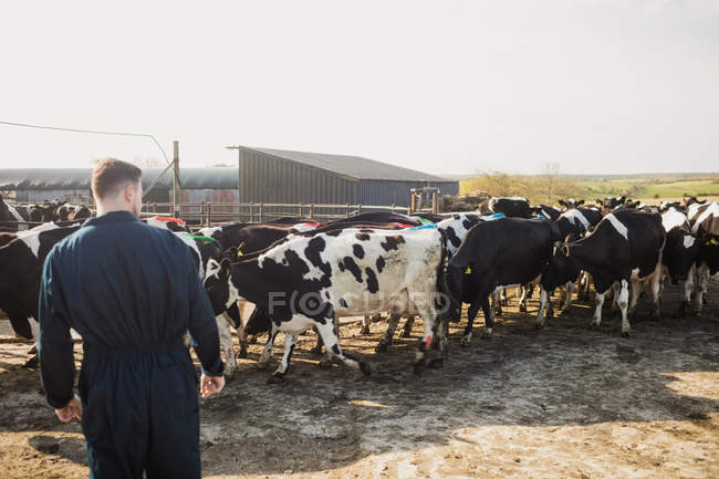 Vue arrière de l'agriculteur debout près du bétail sur le champ contre un ciel dégagé — Photo de stock
