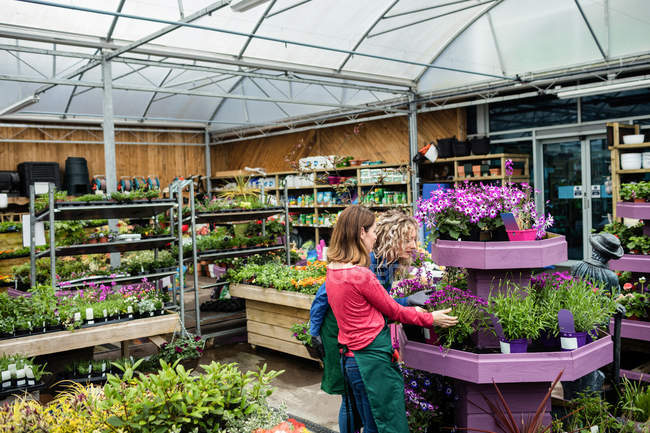 Two female florists arranging potted plants in garden centre — Stock Photo